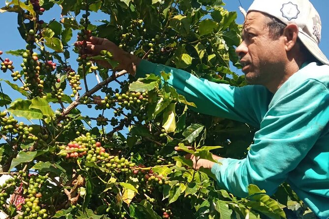Sarangkot Village Coffee Culture and Authentic Local Life Tour - Coffee farming from cherry to cup